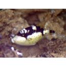 Balistoides viridescens (Bloch et Schneider, 1801)