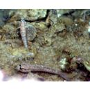 Istigobius campbelli (Jordan et Snyder, 1901)