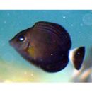 Acanthurus xanthopterus Valenciennes, 1835