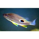 Lutjanus russellii (Bleeker, 1849)