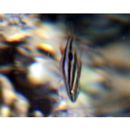 Lutjanus russellii (Bleeker, 1849)