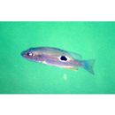 Lutjanus russellii (Bleeker, 1849)