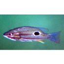 Lutjanus russellii (Bleeker, 1849)