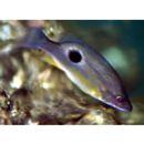 Lutjanus russellii (Bleeker, 1849)