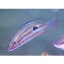 Lutjanus russellii (Bleeker, 1849)