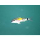 Parupeneus indicus (Shaw, 1803)