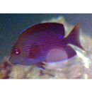 Ctenochaetus striatus (Quoy et Gaimard, 1825)