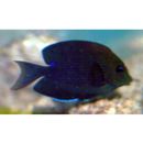 Ctenochaetus striatus (Quoy et Gaimard, 1825)