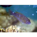 Scarus ghobban Forsskal, 1775