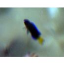 Pomacentrus coelestis Jordan et Starks, 1901