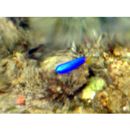 Pomacentrus coelestis Jordan et Starks, 1901