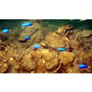 Pomacentrus coelestis Jordan et Starks, 1901