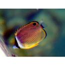 Chaetodon auripes Jordan et Snyder, 1901