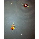 Exocoetidae, indet. gen. & sp