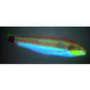 Thalassoma cupido (Temminck et Schlegel, 1846)