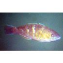 Scarus ghobban Forsskal, 1775