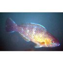 Scarus ghobban Forsskal, 1775