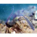 Lateolabrax latus Katayama, 1957