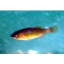 Scarus ghobban Forsskal, 1775