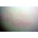 Mugil cephalus cephalus Linnaeus, 1758