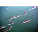 Mugil cephalus cephalus Linnaeus, 1758