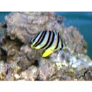 Chaetodon octofasciatus Bloch, 1787