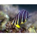 Chaetodon octofasciatus Bloch, 1787