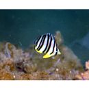 Chaetodon octofasciatus Bloch, 1787