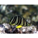 Chaetodon octofasciatus Bloch, 1787