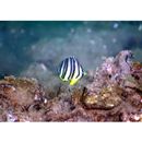 Chaetodon octofasciatus Bloch, 1787