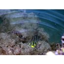 Chaetodon octofasciatus Bloch, 1787