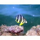 Chaetodon octofasciatus Bloch, 1787