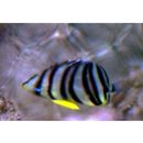 Chaetodon octofasciatus Bloch, 1787