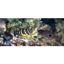 Chaetodon octofasciatus Bloch, 1787