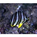 Chaetodon octofasciatus Bloch, 1787