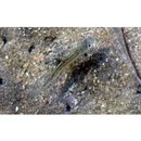 Gerres microphthalmus Iwatsuki, Kimura et Yoshino, 2002