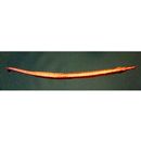 Syngnathidae, indet. gen. & sp