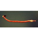 Syngnathidae, indet. gen. & sp