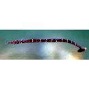 Syngnathidae, indet. gen. & sp