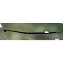 Syngnathidae, indet. gen. & sp