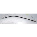 Syngnathidae, indet. gen. & sp