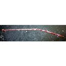 Syngnathidae, indet. gen. & sp