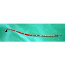 Syngnathidae, indet. gen. & sp