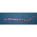 Syngnathidae, indet. gen. & sp