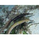 Syngnathoides biaculeatus (Bloch, 1785)