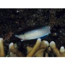 Anampses neoguinaicus Bleeker, 1878