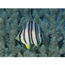 Chaetodon octofasciatus Bloch, 1787