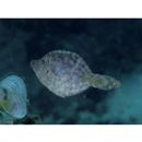 Monacanthidae, indet. gen. & sp