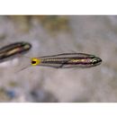 Cheilodipterus quinquelineatus Cuvier, 1828