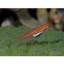 Eviota atriventris Greenfield et Suzuki, 2012